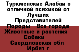 Туркменские Алабаи с отличной психикой от Лучших Представителей Породы - Все города Животные и растения » Собаки   . Свердловская обл.,Ирбит г.